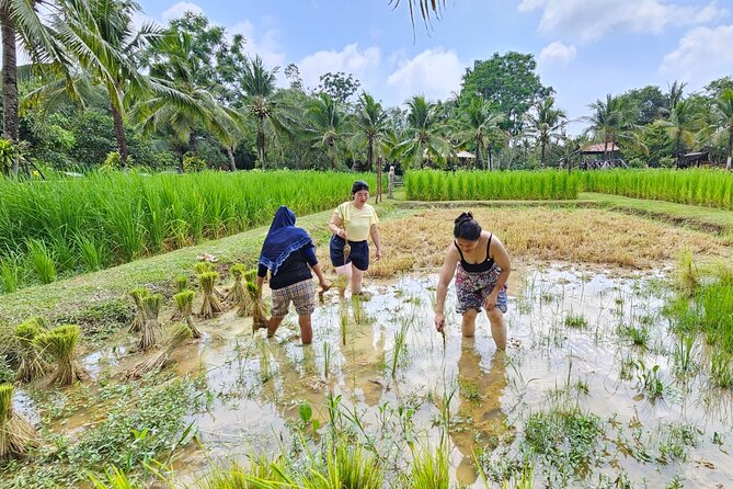 Old Phuket Farm Ticket - Countryside Local Life Culture - Rubber tapping: how a tree turns into product