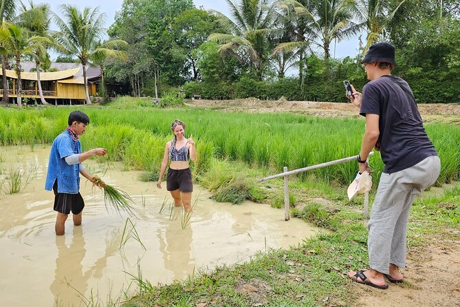 Old Phuket Farm Ticket - Countryside Local Life Culture - Rice fields: planting and harvesting that show real seasonality
