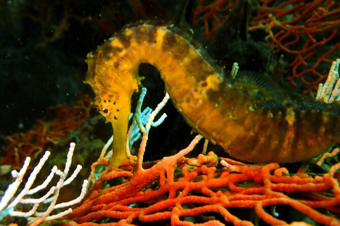 PADI Discover Scuba 2 Times Diving Phuket - PADI Discover Scuba 2 Times: Why This Phuket Day Clicks for Beginners