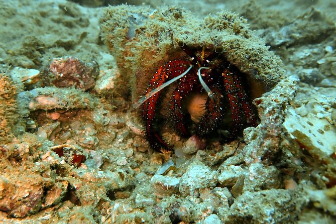PADI Discover Scuba 2 Times Diving Phuket - Training With Your Instructor: Safety Skills You Actually Need