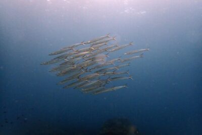 PADI Discover Scuba 2 Times Diving Phuket - Getting There: Hotel Pickup, Chalong Pier, and a 7:30 AM Start