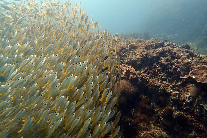 PADI Discover Scuba 2 Times Diving Phuket - What You’re Actually Getting for $220.25