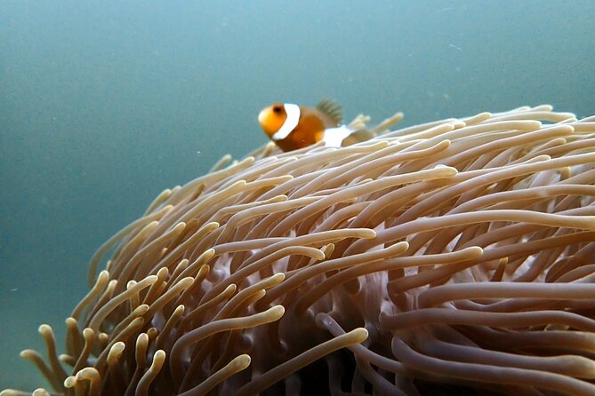PADI Discover Scuba 2 Times Diving Phuket - Who This Phuket Scuba Day Suits Best