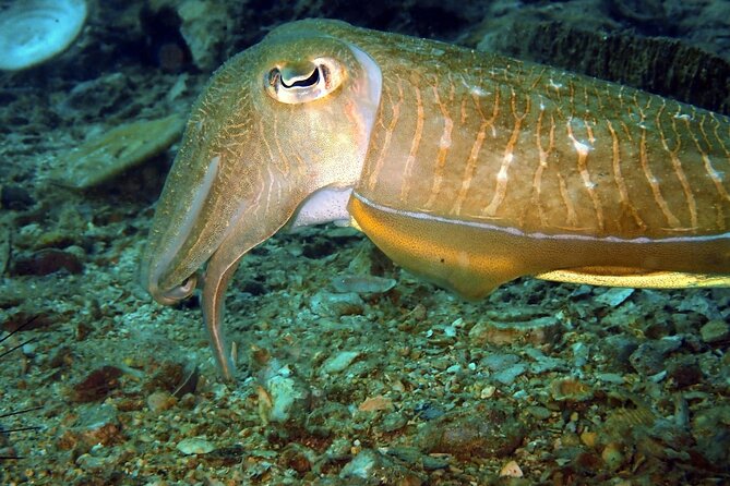 PADI Discover Scuba 2 Times Diving Phuket - Should You Book PADI Discover Scuba 2 Times in Phuket?