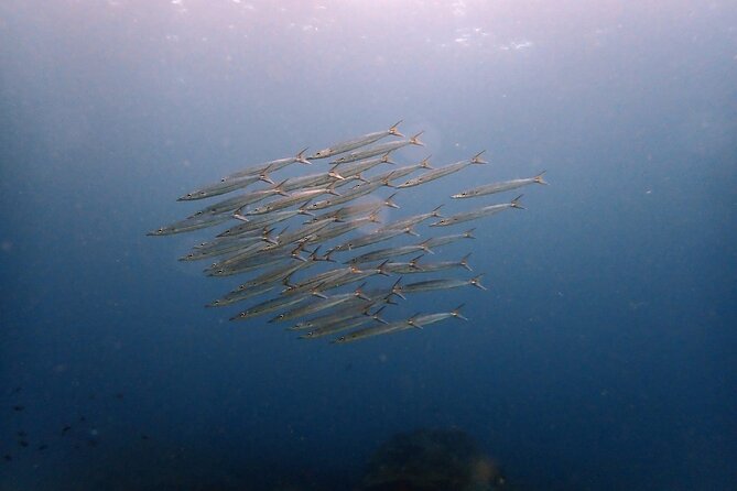 PADI Discover Scuba 2 Times Diving Phuket - Getting There: Hotel Pickup, Chalong Pier, and a 7:30 AM Start