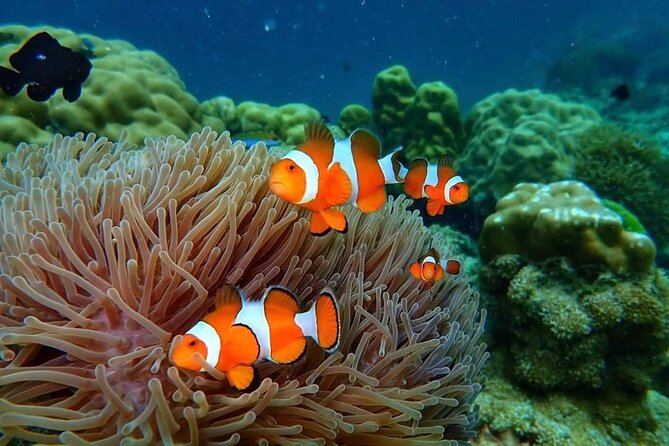Phi Phi & Bamboo Islands Snorkeling Tour w/ Fins by Speedboat - Ko Phi Phi Don: lunch with a sea-view break