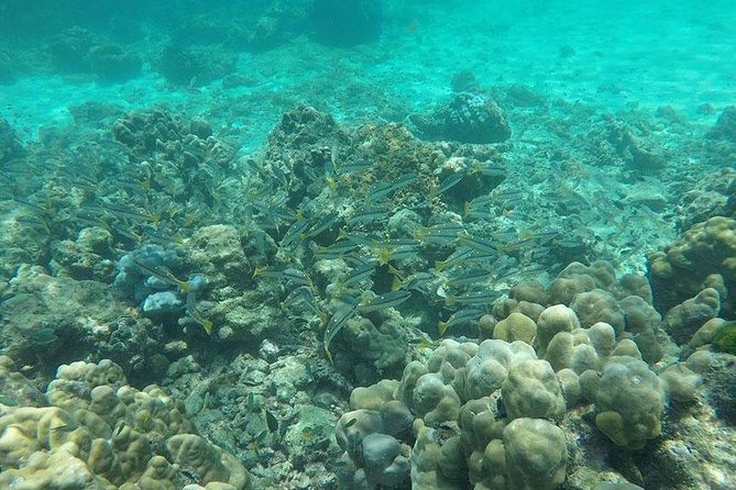 Phi Phi Islands One Day Tour by Speedboat From Phuket - Monkey Beach (30 Minutes): Quick Photos, Wild Energy