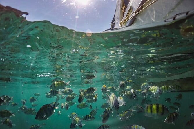 Phi Phi with Maya and Bamboo Island Day Trip by Speedboat - Snorkeling, meals, and the “kept you going” details