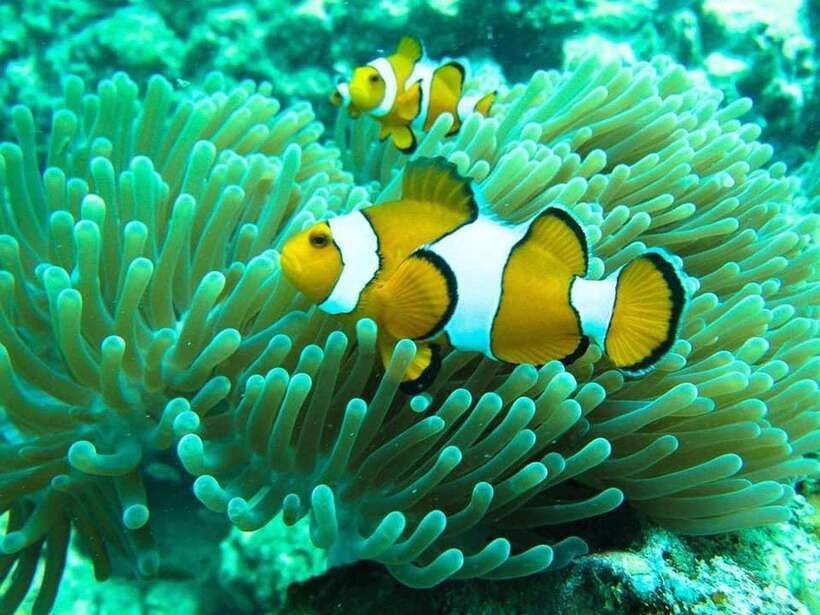 Phuket: 3 Khai Islands Relax & Snorkeling Half/Full Day Tour - Key things that make this tour worth your time