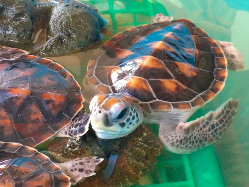 Phuket: Bamboo Rafting, Monkey Cave, and ATV Option - Sea Turtle Conservation Center: Rehabilitation That Feels Worth It