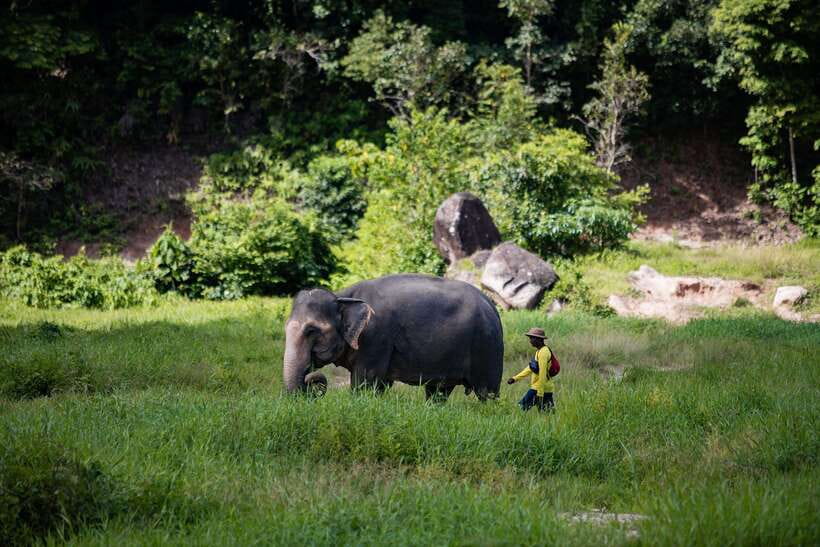 Phuket: Bukit Elephant Park Sanctuary Walk and Feed Tour - Key Things I’d Prioritize Before You Go
