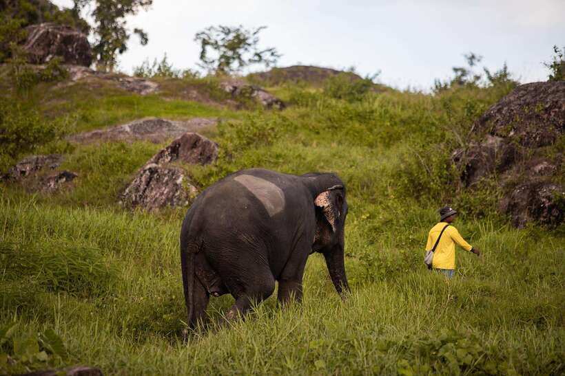 Phuket: Bukit Elephant Park Sanctuary Walk and Feed Tour - The Sanctuary Walk: Watching Natural Behavior Without Tricks
