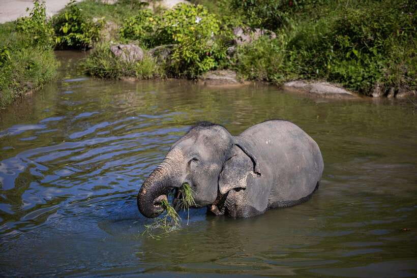Phuket: Bukit Elephant Park Sanctuary Walk and Feed Tour - Ethics and Elephant Welfare: Why This Tour Feels Different