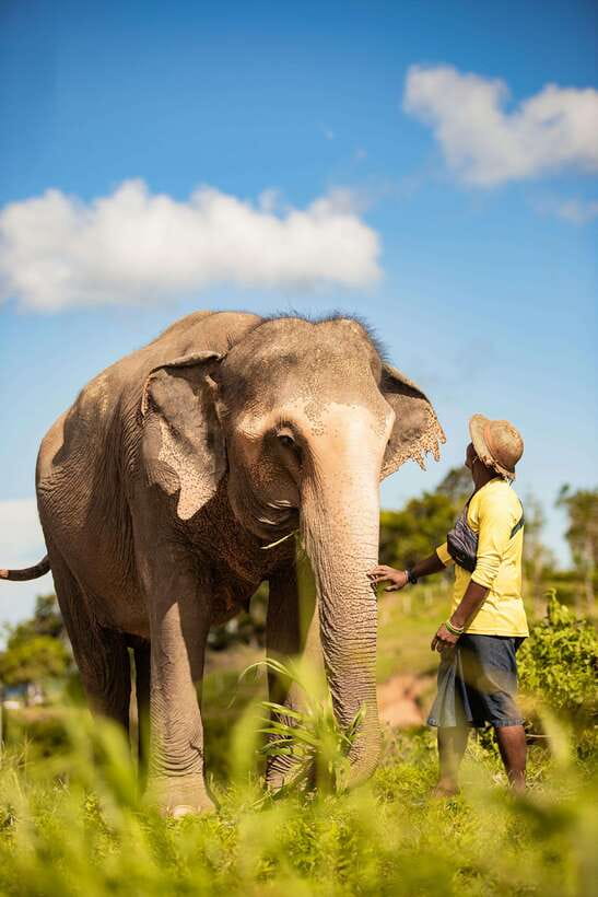 Phuket: Bukit Elephant Park Sanctuary Walk and Feed Tour - Your 90-Minute Plan: What Happens Once You Arrive