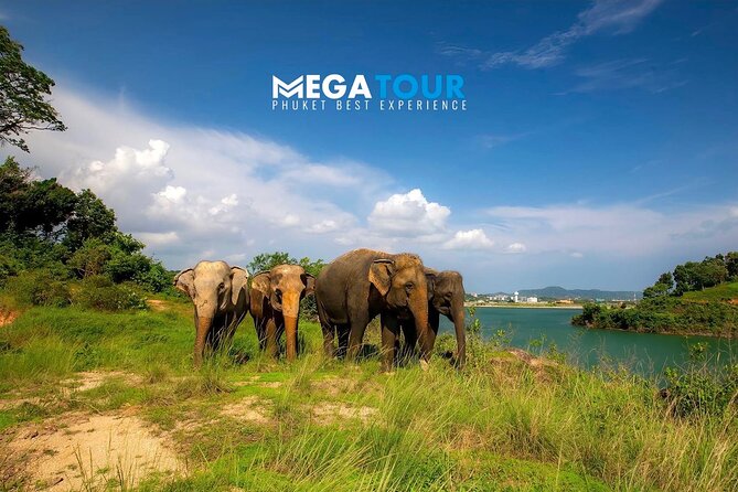 Phuket City Tour & Elephant Sanctuary – Town, Temple, Food & View - Lunch at Mee Ton Poe: Hokkien-style noodles and your main meal