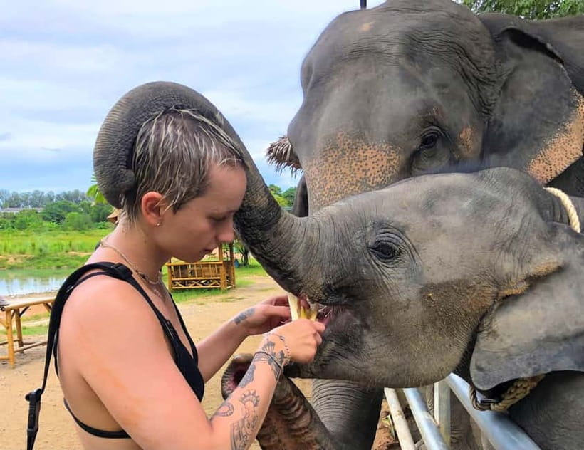 Phuket City Tour with Night Market Visit & Elephant Feeding - Key moments to know before you go
