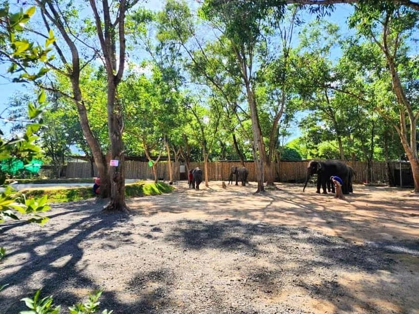 Phuket City Tour with Night Market Visit & Elephant Feeding - Phuket Elephant Care: Feeding Time That Feels Like the Main Event