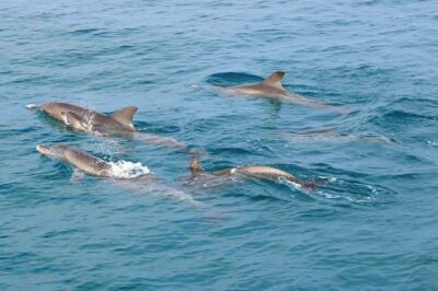 Phuket Dolphin Quest: Racha & Maiton Island Expedition - Racha Yai and Racha Noi snorkeling: where the reef time comes from