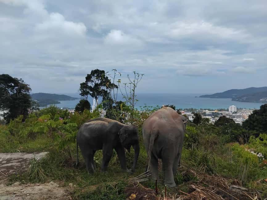Phuket: Eco Guided Tour at Elephant Sanctuary - Key highlights in plain terms
