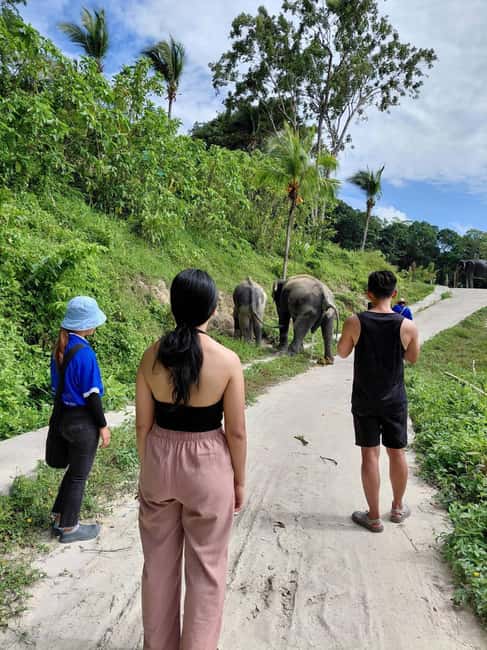 Phuket: Eco Guided Tour at Elephant Sanctuary - A 30-minute guided visit focused on elephant care (not a show)