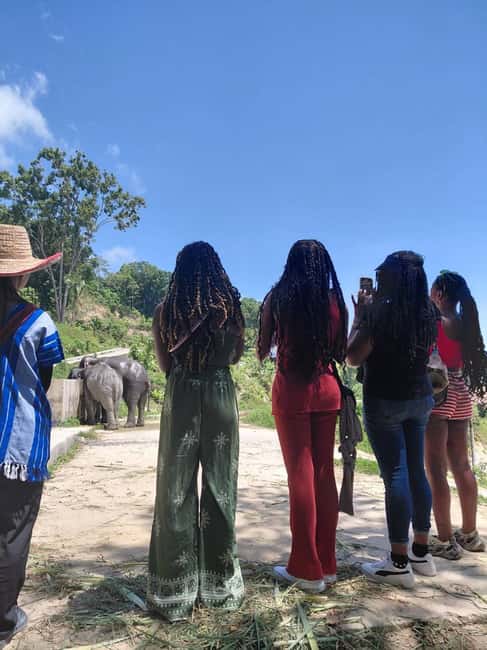 Phuket: Eco Guided Tour at Elephant Sanctuary - The herbal vitamin balls workshop: what you’ll make and why it’s included