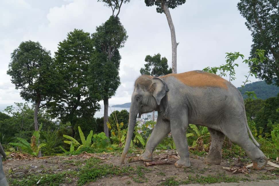 Phuket: Eco Guided Tour at Elephant Sanctuary - Walking the sanctuary to meet and feed elephants in a natural setting