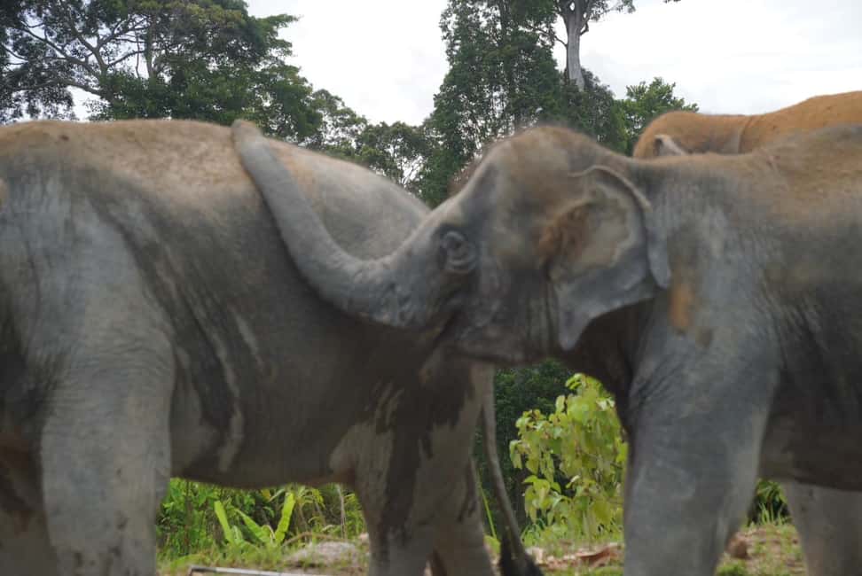 Phuket: Eco Guided Tour at Elephant Sanctuary - Captive vs wild elephants: the context your guide brings before you see them