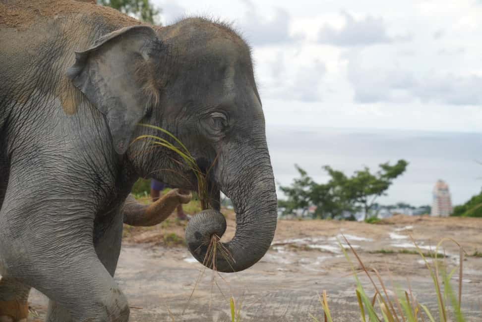 Phuket: Eco Guided Tour at Elephant Sanctuary - Mahouts, hill tribe traditions, and how care gets passed down