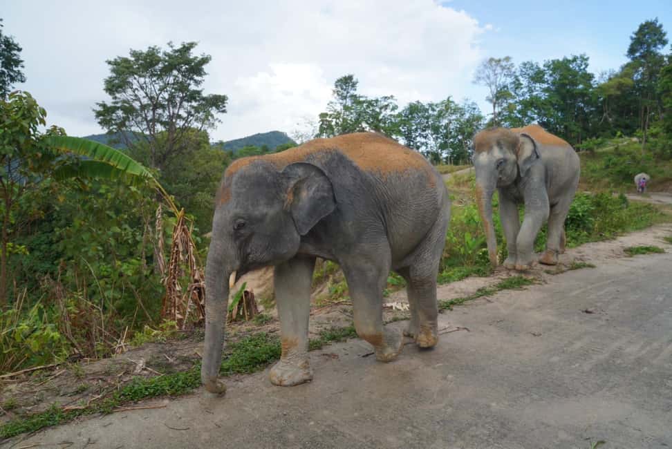 Phuket: Eco Guided Tour at Elephant Sanctuary - The short van ride and round-trip drop-offs: planning your day in Phuket