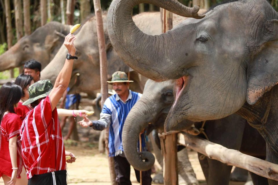 Phuket: Elephant Experience with Lunch or Dinner and Pickup - Quick hits