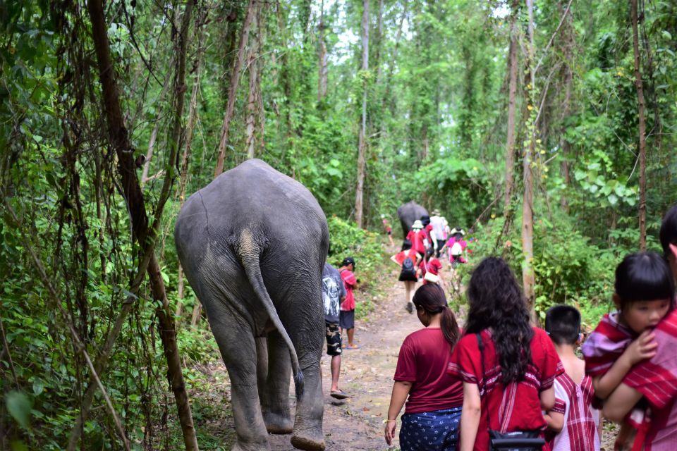 Phuket: Elephant Experience with Lunch or Dinner and Pickup - Jungle walk: seeing elephants do elephant things