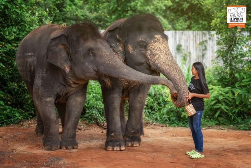 Phuket: Elephant Jungle Sanctuary Ethical Feeding Experience - The feeding area vibe: close, but not chaotic