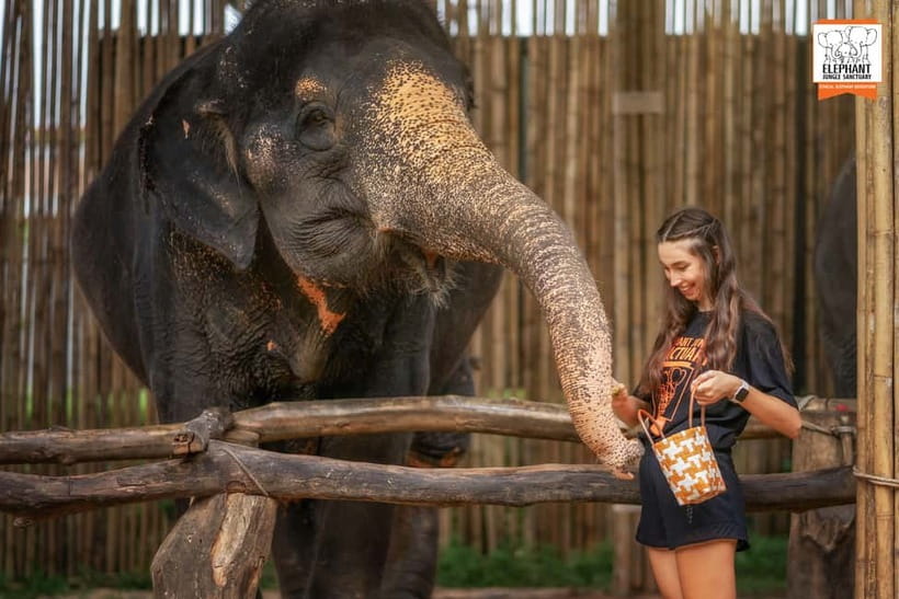 Phuket: Elephant Jungle Sanctuary Ethical Feeding Experience - Price and value in Phuket: what $28 buys you (and what it doesn’t)