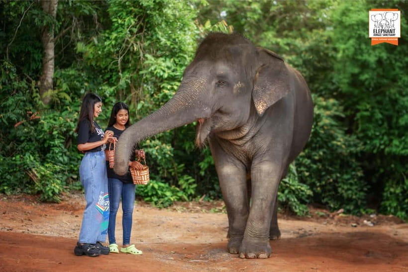 Phuket: Elephant Jungle Sanctuary Ethical Feeding Experience - Meeting, timing, and moving smoothly between slots