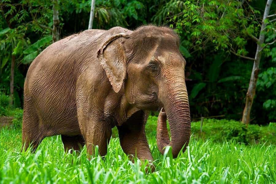 Phuket: Elephant Nature Reserve Entry Ticket and Guided Tour - Quick hits before you go