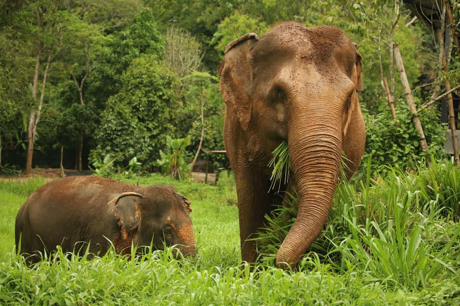 Phuket: Elephant Nature Reserve Entry Ticket and Guided Tour - Entering an ethical elephant reserve in Phuket