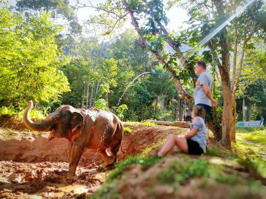 Phuket: Elephant Nature Reserve Entry Ticket and Guided Tour - Food prep and feeding: what you’ll do with the elephants