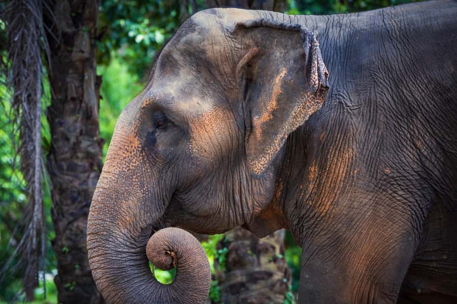 Phuket: Elephant Nature Reserve Entry Ticket and Guided Tour - Jungle observation time and water features