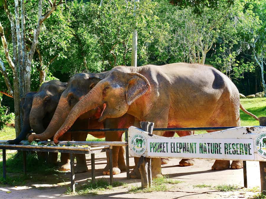 Phuket: Elephant Nature Reserve Entry Ticket and Guided Tour - Photo moments without the exploit-factor