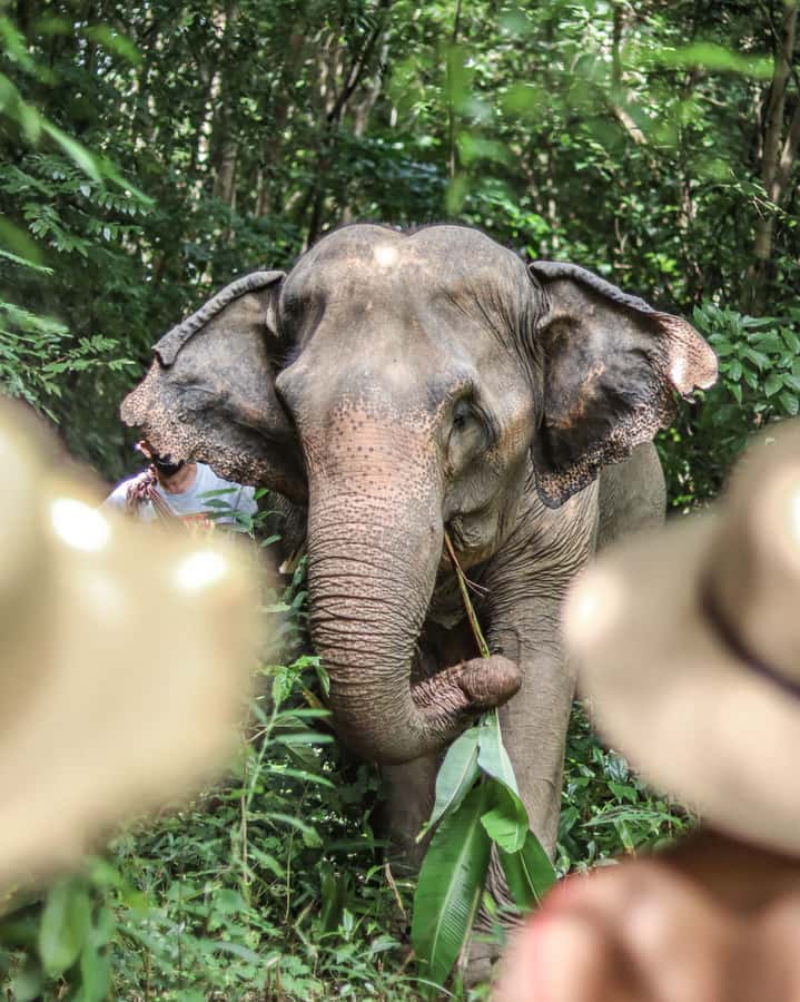 Phuket: Elephant Nature Reserve Entry Ticket and Guided Tour - Price and value: is the $37 ticket fair?