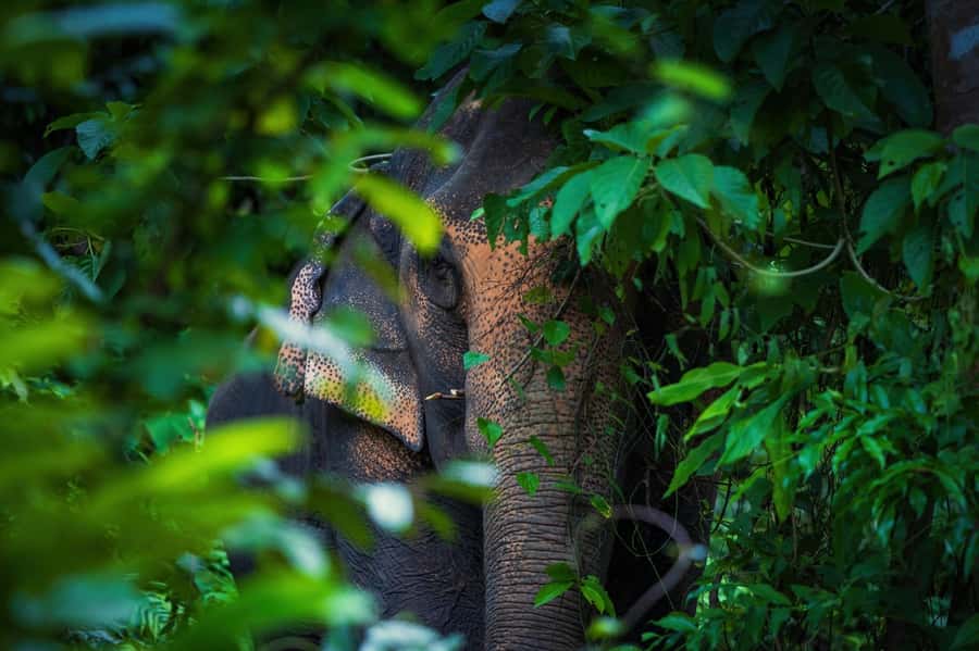 Phuket: Elephant Nature Reserve Entry Ticket and Guided Tour - Who should book this elephant tour (and who should rethink it)