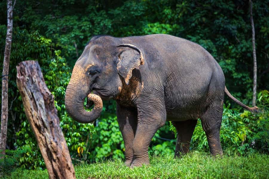 Phuket: Elephant Nature Reserve Entry Ticket and Guided Tour - Practical tips before you head to the reserve