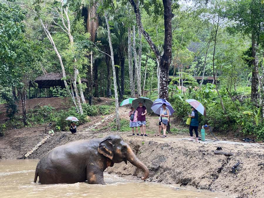 Phuket: Elephant Nature Reserve Entry Ticket and Guided Tour - The 90-minute flow: meeting next to Hug Me Cafe