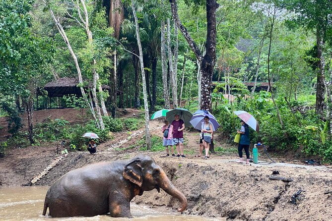 Phuket Elephant Nature Reserve Ethical Sanctuary - Jungle and Watering Holes: How Close You Really Get