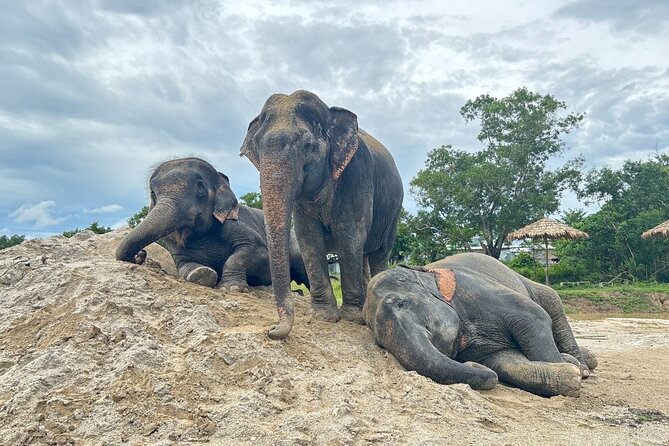 Phuket: Elephant Nature Walk - Guided Tour with Transport - Key highlights you should care about