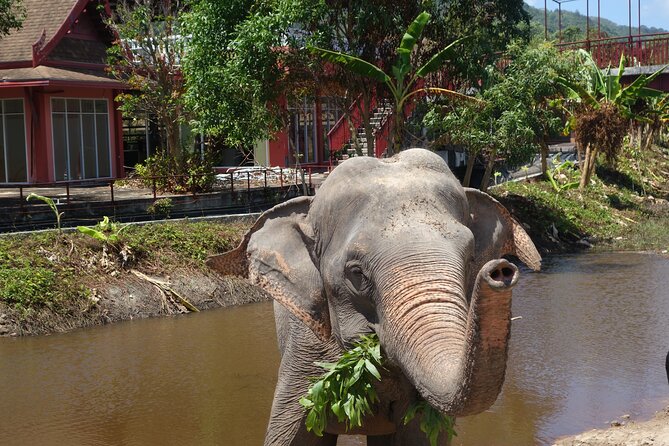 Phuket: Elephant Nature Walk - Guided Tour with Transport - Pickup, travel time, and the “don’t get stuck” logistics