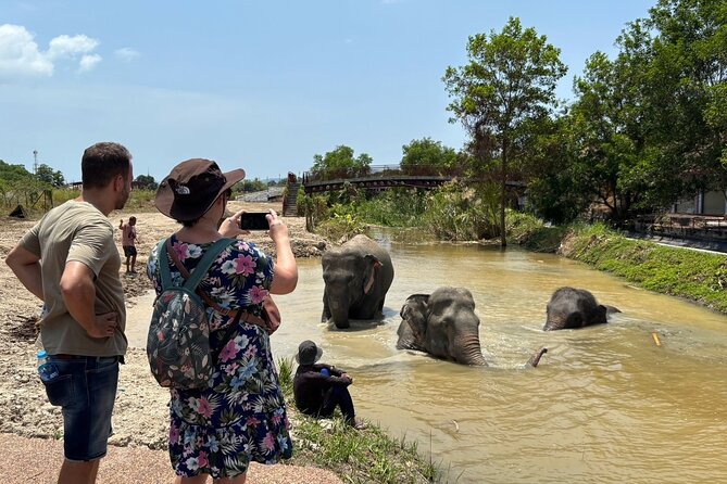 Phuket: Elephant Nature Walk - Guided Tour with Transport - The fruit feeding: the part that actually builds a connection