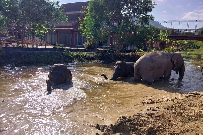 Phuket: Elephant Nature Walk - Guided Tour with Transport - Walking with the herd toward the mud spa