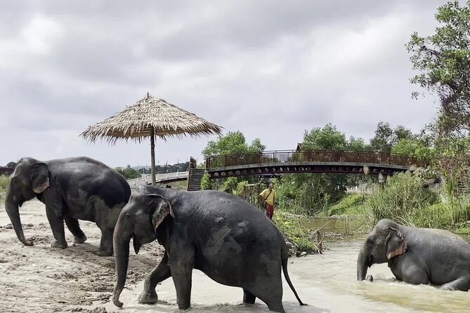 Phuket: Elephant Nature Walk - Guided Tour with Transport - Small-group pacing and why it feels more personal