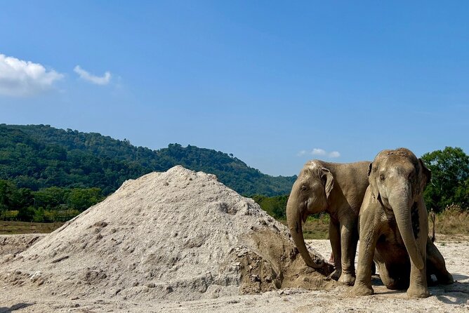 Phuket: Elephant Nature Walk - Guided Tour with Transport - Arrival at the reserve: how the walk starts before you meet the elephants